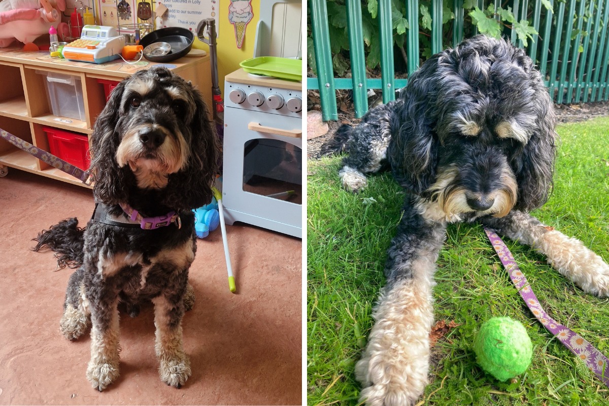 Otis on the childrens ward and with his favourite toy, a tennis ball