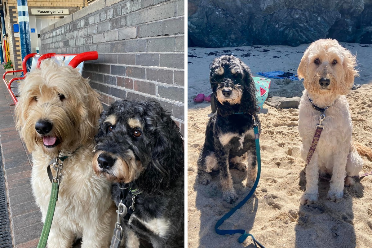 Otis lives with Honey, who is also being trained to become a therapy dog